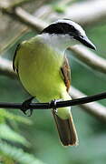 Great Kiskadee