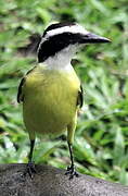 Great Kiskadee