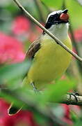 Great Kiskadee