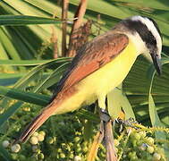 Great Kiskadee