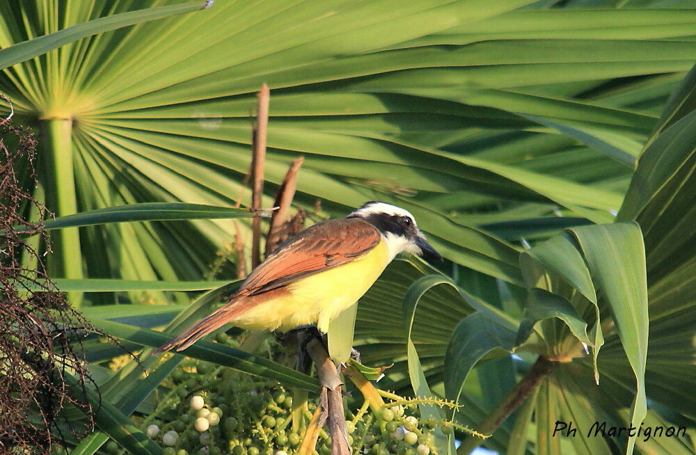 Great Kiskadee, identification