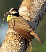 Great Kiskadee