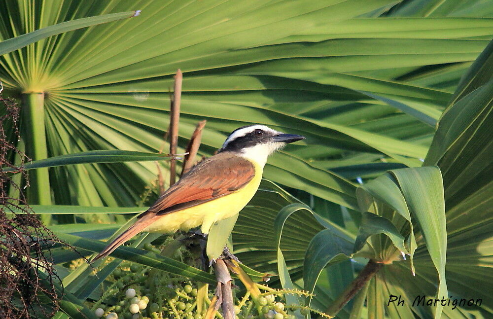 Great Kiskadee, identification