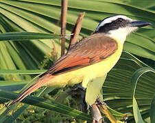 Great Kiskadee