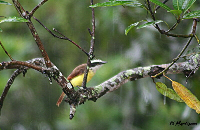 Great Kiskadee, identification