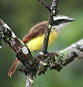 Great Kiskadee