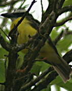 Great Kiskadee