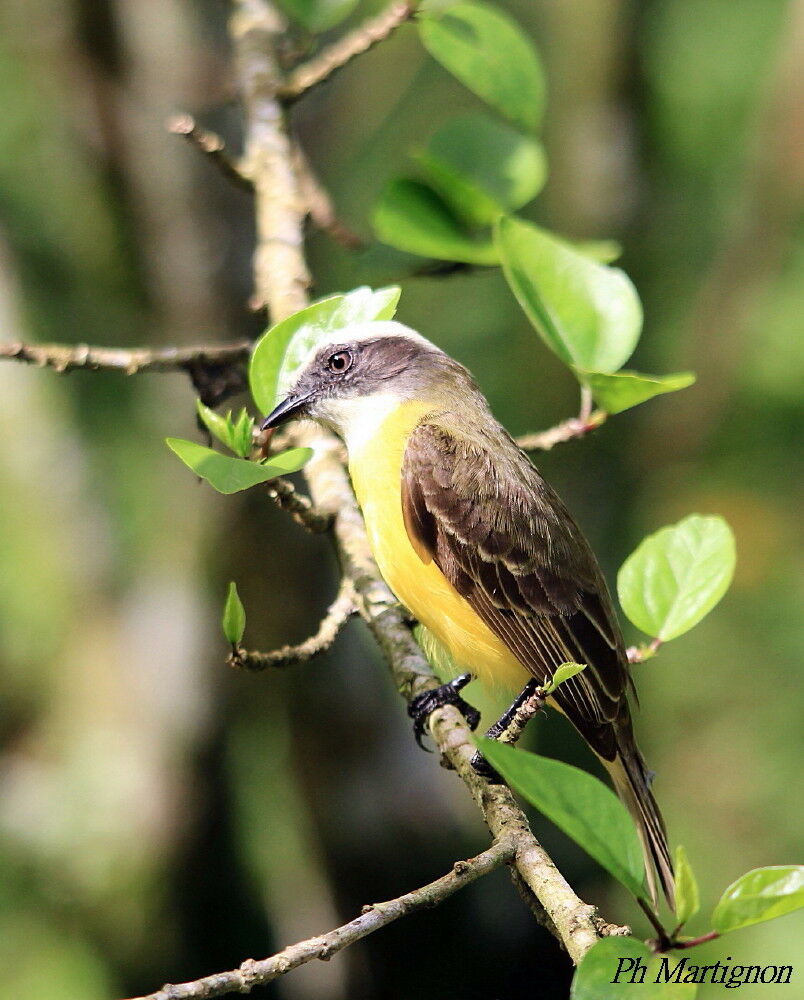 Great Kiskadee