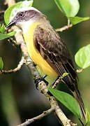 Great Kiskadee