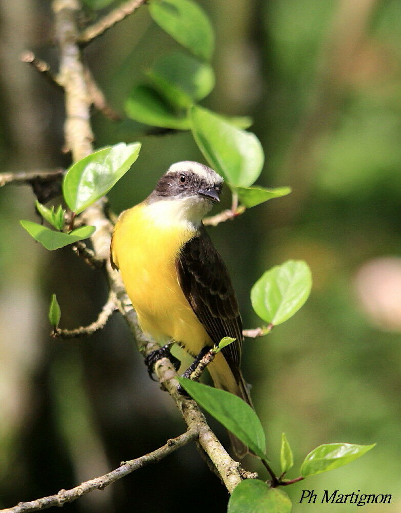 Great Kiskadee