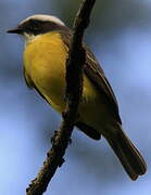 Great Kiskadee