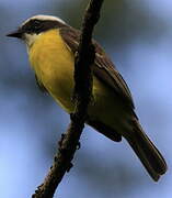 Great Kiskadee