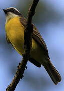 Great Kiskadee