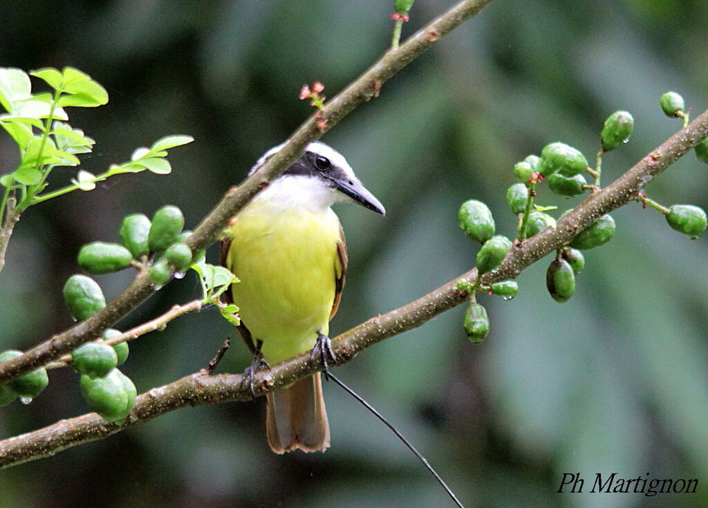 Great Kiskadee