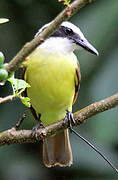 Great Kiskadee