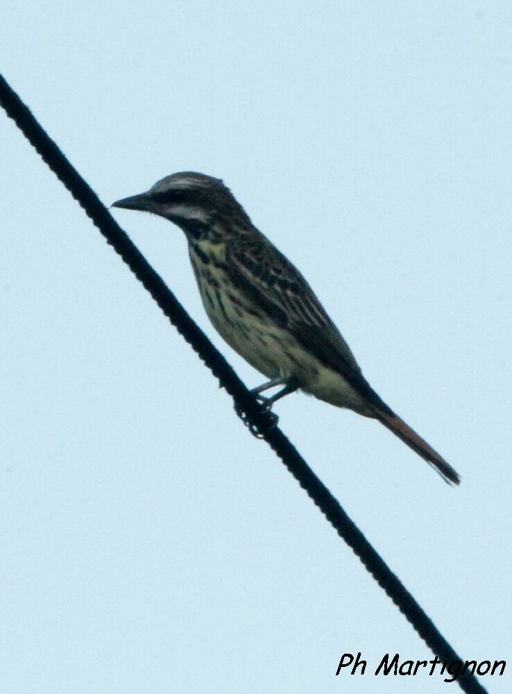 Sulphur-bellied Flycatcher, identification