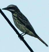 Sulphur-bellied Flycatcher