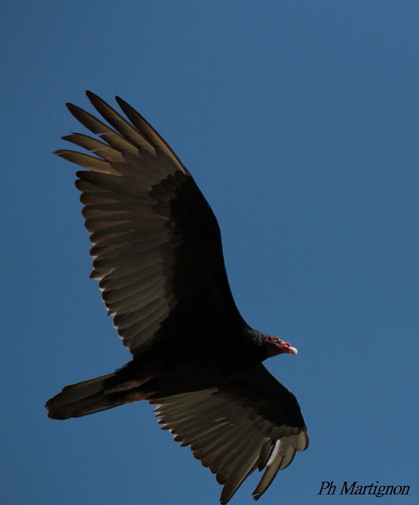 Turkey Vulture, Flight