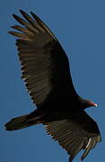 Turkey Vulture