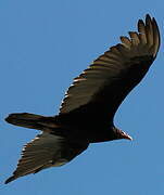 Turkey Vulture