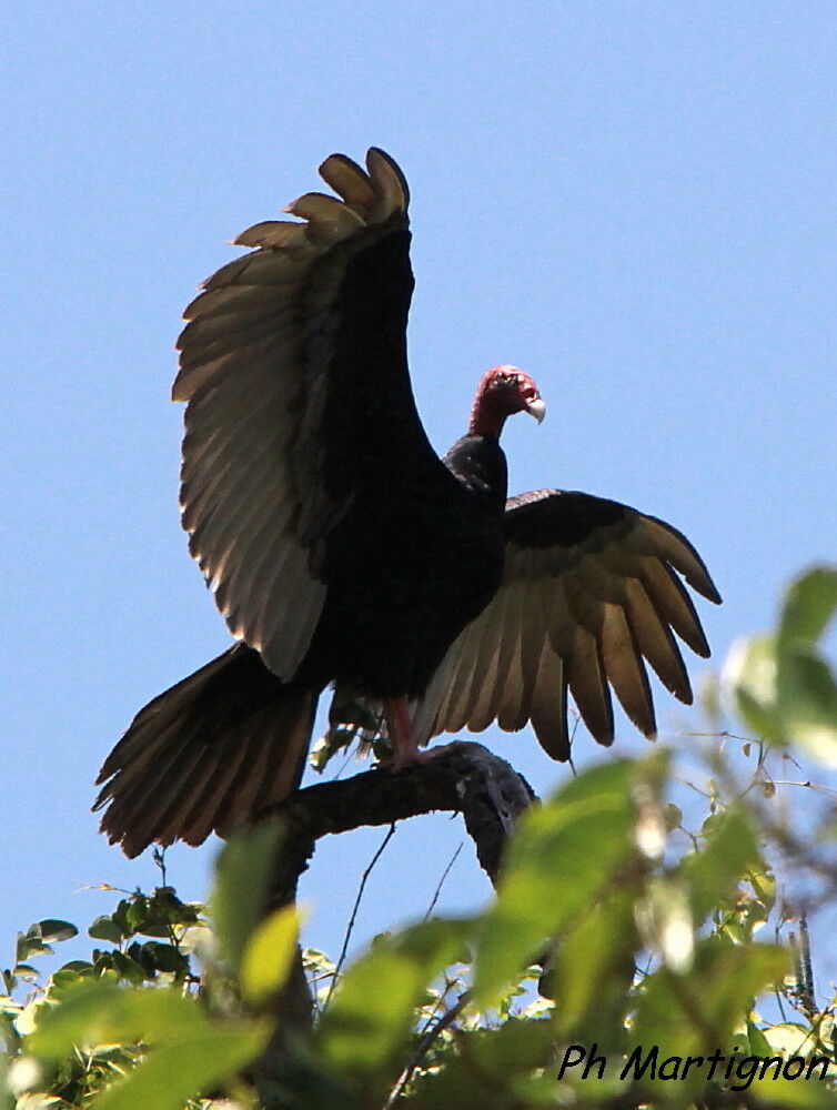 Urubu à tête rouge, identification