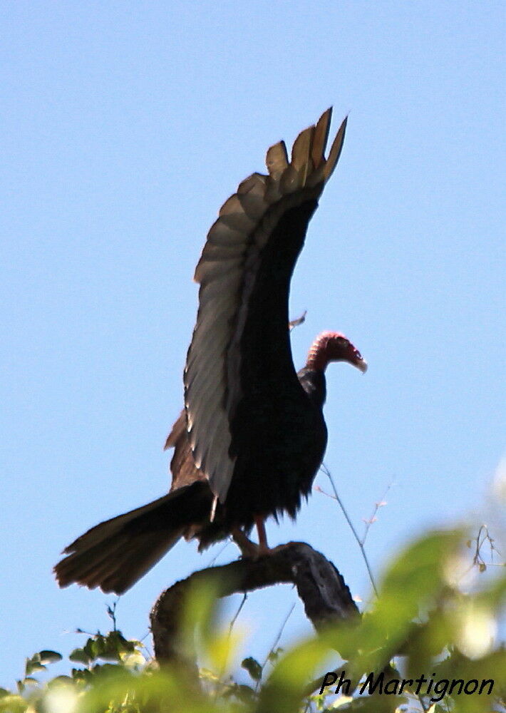 Turkey Vulture