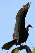 Turkey Vulture