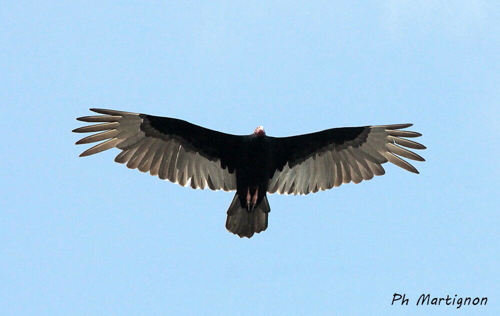 Turkey Vulture, Flight