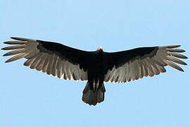 Turkey Vulture