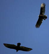 Black Vulture