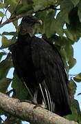 Black Vulture