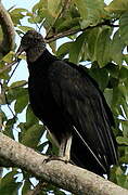 Black Vulture