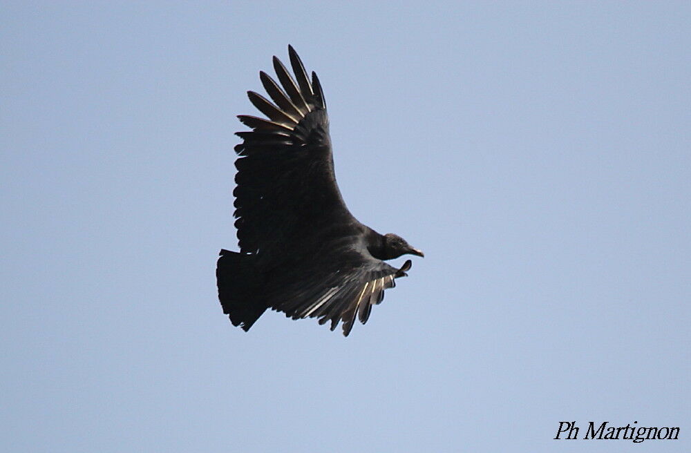 Black Vulture, Flight