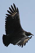 Black Vulture