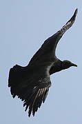 Black Vulture