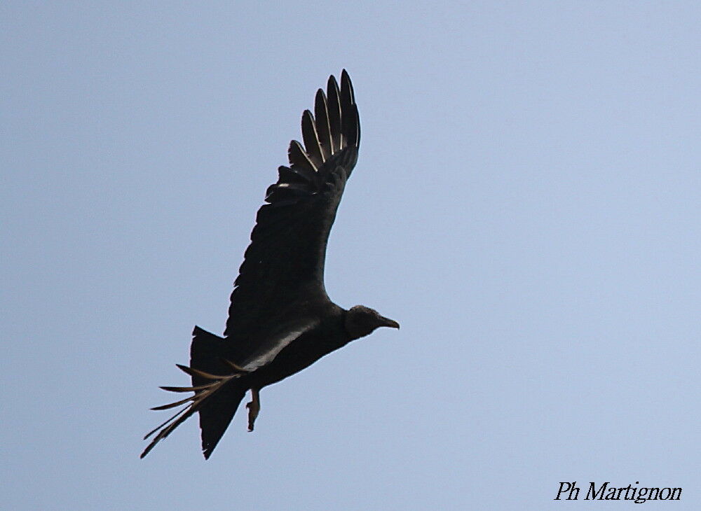 Black Vulture, Flight