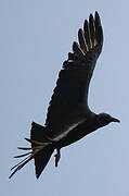 Black Vulture