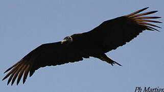 Black Vulture