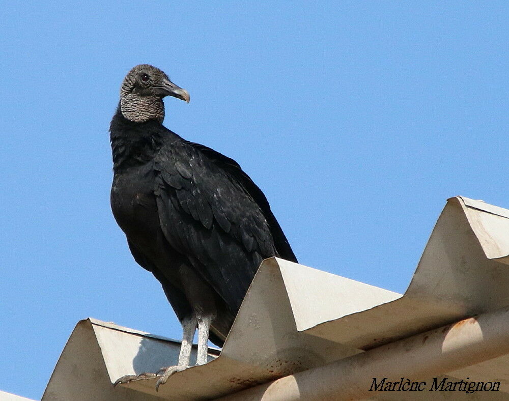 Black Vulture