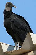 Black Vulture