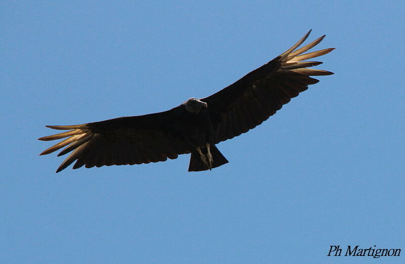 Black Vulture, Flight