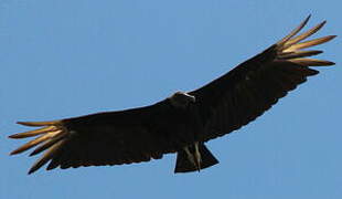 Black Vulture