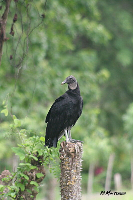 Urubu noir, identification