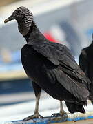 Black Vulture