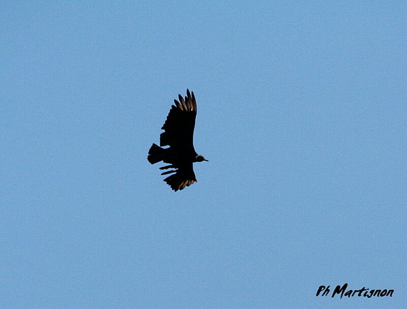 Black Vulture