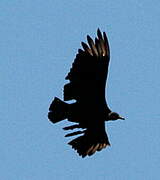 Black Vulture