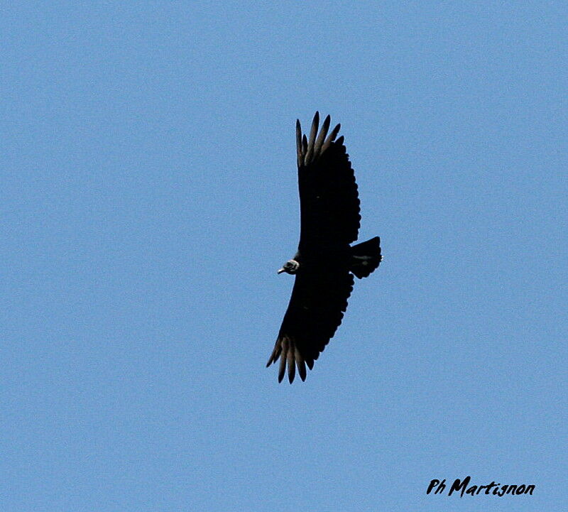 Black Vulture