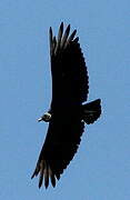 Black Vulture