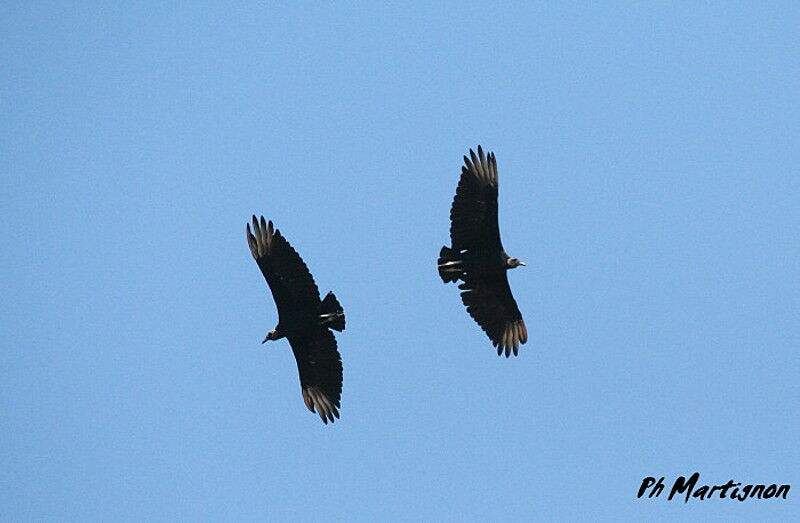 Black Vulture