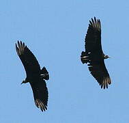 Black Vulture